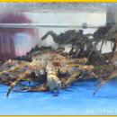 떳다아나고 이미지