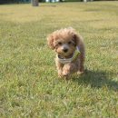 맥스 소프트 이미지