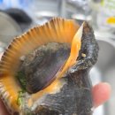 왕소라 | ​🐚 [내돈내산] 압도적 크기! 왕소라 집에서 맛있게 삶는 법 😋