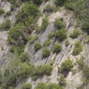 스트로마톨라이트 이미지