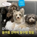 강아지 쿨매트 추천｜시온 강아지 쿨매트 듀라론 냉감패드 실사용 후기
