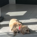 본동물메디컬센터 24시수성점 이미지