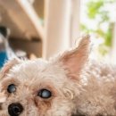 매일멍냥8 이미지