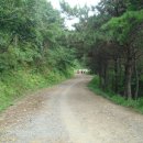 황령산 편백단지 이미지