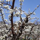 천수농원 이미지