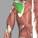 원주무실동 프리미엄피티 | 원주 무실동 헬스장 FMS 평가로 찾은 통증의 진짜 원인