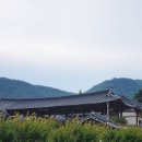 안동 병산서원 배롱나무 7월 경북 가볼만한곳 솔직 후기