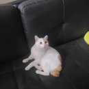 TEAM H BOXING 이미지