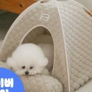 펫하우스 이미지