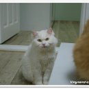 봉팔쌀롱 이미지