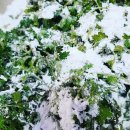 경산떡집 이미지