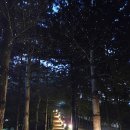 바람숲 아이뉴스24