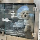 웰니스동물병원 스타필드 고양 이미지