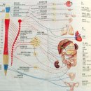 ﻿신경계의 구조와 신경계의 기능(사진수록) 이미지