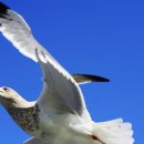 변증의 새 이미지