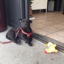 GS25 제주간드락점 이미지