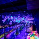 신비소리 | 평창 이나트 방문 후기 신비로운 미디어아트 체험