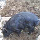 혼저옵서멍 이미지