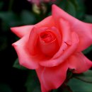 장미동산(우) 이미지