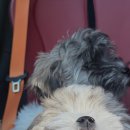 스니프 아틀라스 이미지