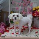 쪼쪼애견 이미지