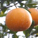 건영농장 이미지