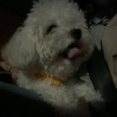 라비드펫살롱 이미지