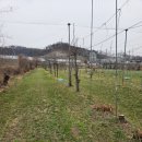 과수원 피스 | 판테온 Hero 파크골프채 사용후기(2) ㅡ 휴장기간에는 초심으로