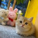 나라애견 본점 이미지