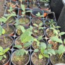 나눔주방 | 주방의 보석 '월계수' 삽목묘 나눔 합니다!(마감)