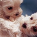 이쁜강아지 이미지