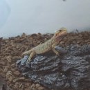 수호텔 | 충주 수안보 온천 가족탕 수호텔 내돈내산 후기