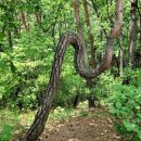 잣봉농장 이미지