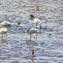 어거정 | 큰고니가 왔습니다.