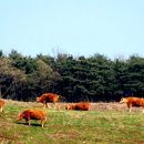 연한우목장 이미지