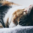 독한고양이 이미지