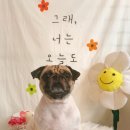 온리 펫살롱 이미지