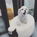 댕댕이미용 이미지