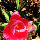 색깔에 따라 꽃말이 다른 튤립(Tulip) 이미지