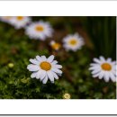 봄날-산책 이미지