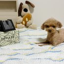 댕냥이 | 강아지 디퓨저 천연 향료 디퓨리 댕냥이 안심디퓨저 후기