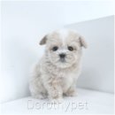 광주강아지분양 고양이분양 도로시펫 이미지