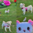 장자호수공원 장미터널 | 6월 꽃구경 명소 일산 호수공원 장미터널·델피늄·데이지까지 유럽 감성 제대로