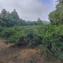 하천리-12 이미지