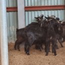 상면농장 이미지