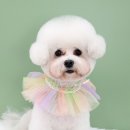 베스띠몽 이미지