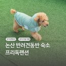 프리독펜션B | 대전 근교 반려견 동반 숙소 논산 프리독펜션 후기