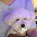 멍푸치노 이미지