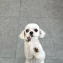 도그도감 이미지