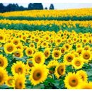 해바라기PC 이미지